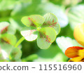 Four leaf clovers calling for happiness 115516960