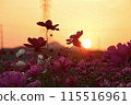 Cosmos fields stained in the sunset 115516961