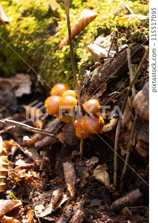 Mushrooms growing in the autumn forest: wild nameko mushrooms Mushrooms growing in the autumn forest: wild nameko mushrooms 115517095