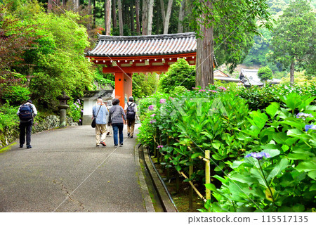 Hydrangeas at Mimuroto Temple in Uji, Kyoto Prefecture 115517135