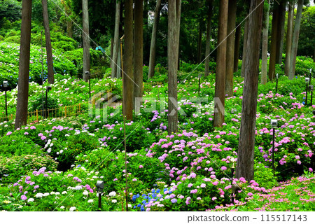 Hydrangeas at Mimuroto Temple in Uji, Kyoto Prefecture Hydrangeas at Mimuroto Temple in Uji, Kyoto Prefecture 115517143