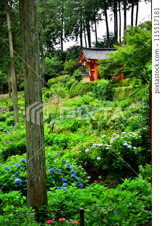 Hydrangeas at Mimuroto Temple in Uji, Kyoto Prefecture 115517181
