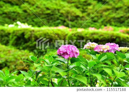 Hydrangeas at Mimuroto Temple in Uji, Kyoto Prefecture 115517188