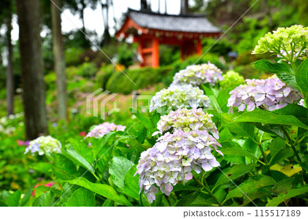 Hydrangeas at Mimuroto Temple in Uji, Kyoto Prefecture Hydrangeas at Mimuroto Temple in Uji, Kyoto Prefecture 115517189