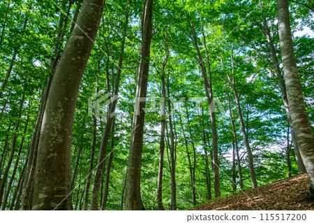 Sunlight through the beech forest Sunlight through the beech forest 115517200