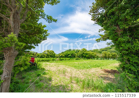 View of the square from the shade of the trees 115517339