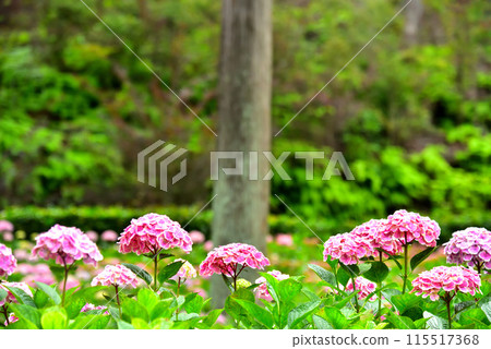 Hydrangeas at Mimuroto Temple in Uji, Kyoto Prefecture 115517368