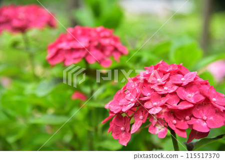 Hydrangeas at Mimuroto Temple in Uji, Kyoto Prefecture 115517370