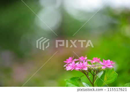 京都府宇治市三室戶寺的繡球花 115517621