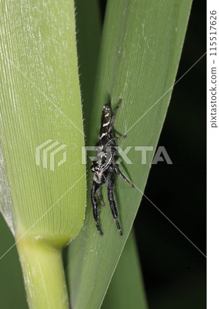 Living creature: Spider, Yahazu Jumping Spider, male. It has long front legs and a body, and a beautiful clear pattern on its slim body. Living creature: Spider, Yahazu Jumping Spider, male. It has long front legs and a body, and a beautiful clear pattern on its slim body. 115517626