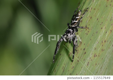 Living creature: Spider, Yahazu jumping spider, male. Often seen in reed beds near water. 115517649