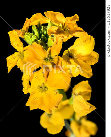Blooming yellow wallflower on a black background 115517925