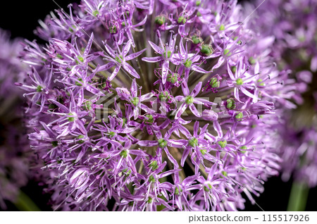 Blooming pink allium aflatunense on a black background 115517926