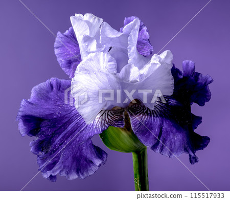 Blooming blue iris Mariposa Skies on a purple background Blooming blue iris Mariposa Skies on a purple background 115517933