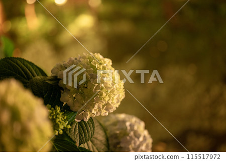 Hydrangeas blooming at night at Chinzanso 115517972
