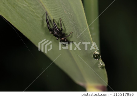 Living creature: Spider, male black jumping spider. As the name suggests, the male is completely black and has a completely different color pattern from the female. Living creature: Spider, male black jumping spider. As the name suggests, the male is completely black and has a completely different color pattern from the female. 115517986