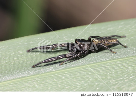 Living creature: Spider, male black jumping spider. The black body shines gold depending on the light. 115518077