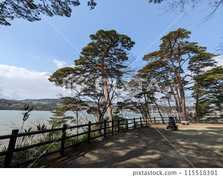 從松島海岸的福浦島欣賞松島的壯麗景色,日本三大風景之一 從松島海岸的福浦島欣賞松島的壯麗景色,日本三大風景之一 115518391