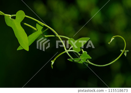 多肉植物的葉子 115518673