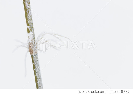 冬天的竹稈 115518782