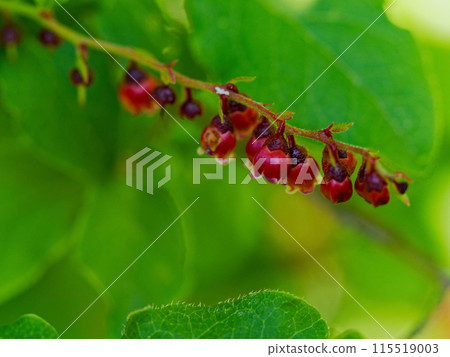 Ericaceae Vaccinium genus Natsuhaze flower 115519003