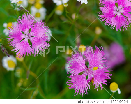 石竹 石竹 石竹 石竹科 石竹 開花 115519004