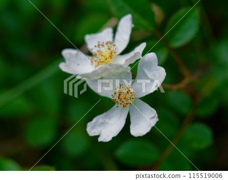 Blooming of Rosaceae rose Blooming of Rosaceae rose 115519006