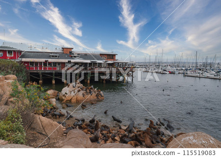 Coastal scene with seals lounging on rocks, red building on pier, sailboats in marina. Natural habitat captured with soft lighting in Monterey, USA. 115519083