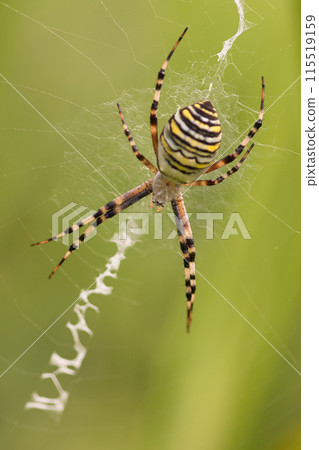 Wasp spider with a nest Wasp spider with a nest 115519159