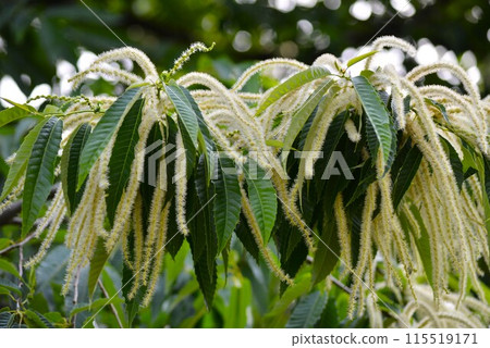 Chestnut flower 115519171