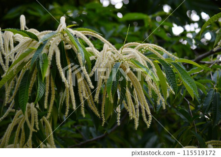 Chestnut flower 115519172