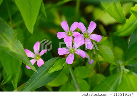 Pink flowers of purple wood sorrel blooming in the woods of Moroyama Town 115519184