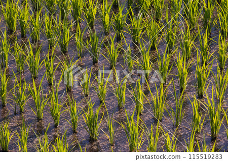 稻田裡生長的稻苗 115519283