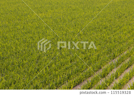 Scenery of rice fields in spring 115519328
