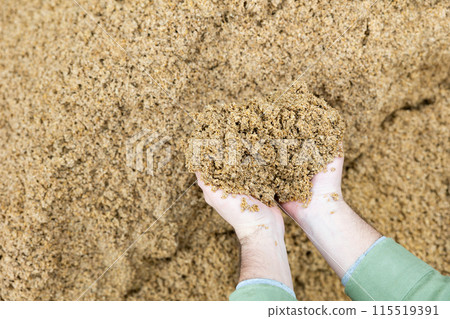 Hands of male farmworker holding handful of brewers grains Hands of male farmworker holding handful of brewers grains 115519391