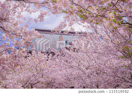 Kenchoji Temple and cherry blossoms in full bloom (Kamakura City) 115519592