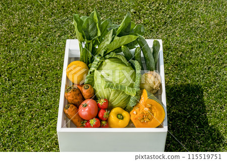 Colorful vegetables 115519751