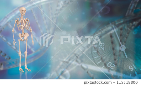 The skeleton for education or health concept 3d rendering. The skeleton for education or health concept 3d rendering. 115519800