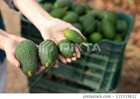 Full avocado box on the ground in fruit plantation 115519812