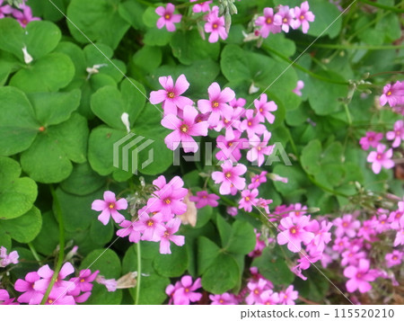 酢漿articulata 酢漿articulata 115520210