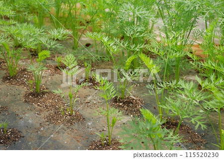 Carrot leaves 20240502 115520230