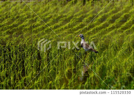 Plovers in the rice fields 115520330
