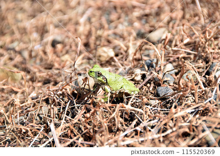 Japanese tree frog in the grassland 115520369