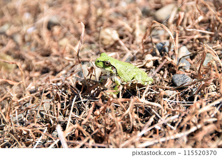 Japanese tree frog in the grassland Japanese tree frog in the grassland 115520370