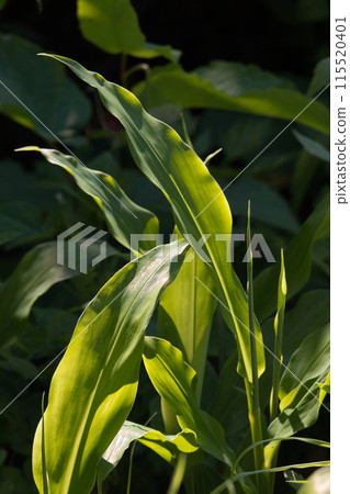 Ginger leaves Ginger leaves 115520401