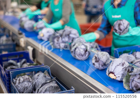 Workers sorting red cabbage in factory 115520556