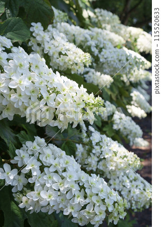 Hydrangea macrophylla flowers in early summer 115520633