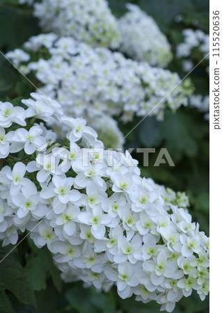 初夏的柏葉繡球花 115520636