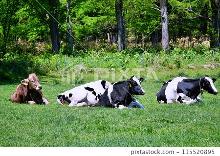 Hokkaido ranch scenery 115520895