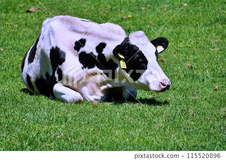 Hokkaido ranch scenery Hokkaido ranch scenery 115520896